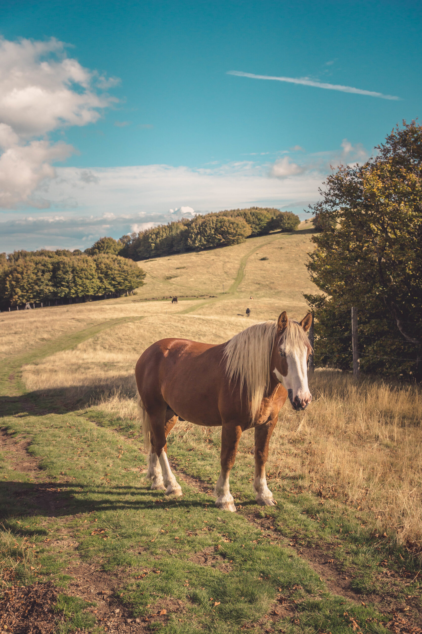 The essence of the system Horse Care